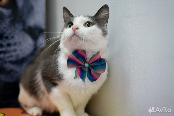 Мышка-малышка ищет дом