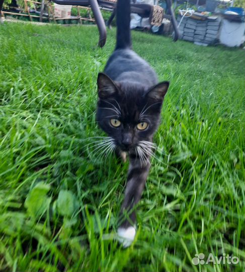 Кошка в дар