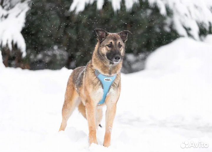 Собаки бесплатно