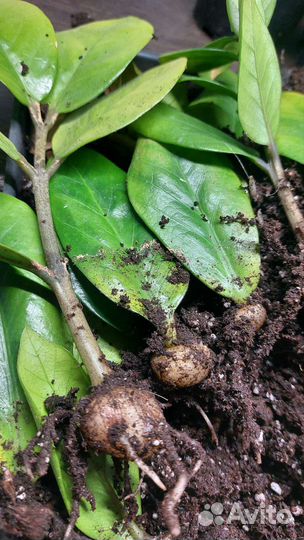 Замиокулькас