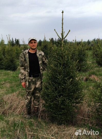 Саженцы ели от производителя экстра класс