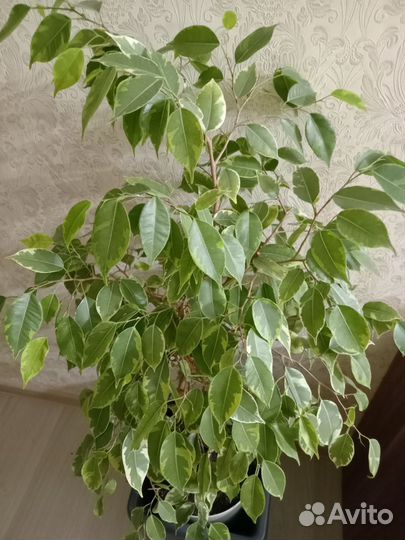 Фикус бенджамина пестролистный