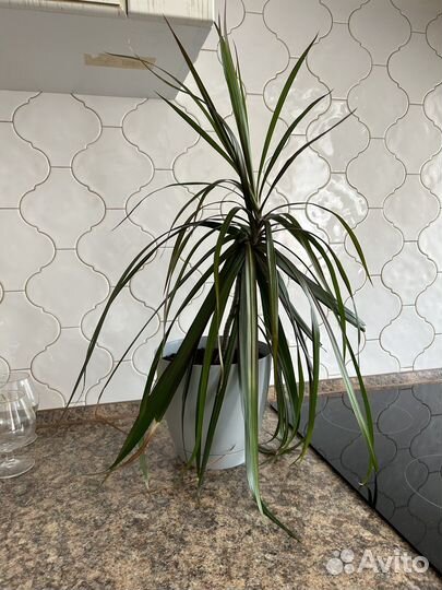 Комнатные цветы драцена