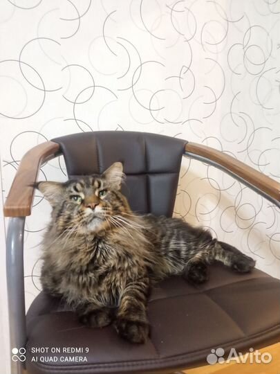 Мейн-кун Вязка