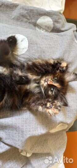 Отдам котят в добрые руки. 3девочки и 1 мальчик