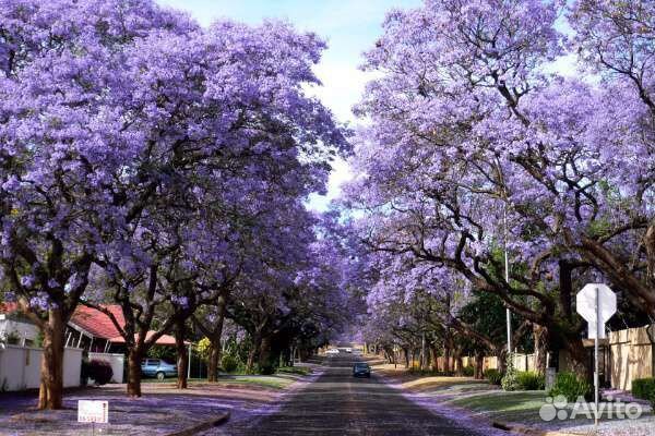 Павловния саженцы