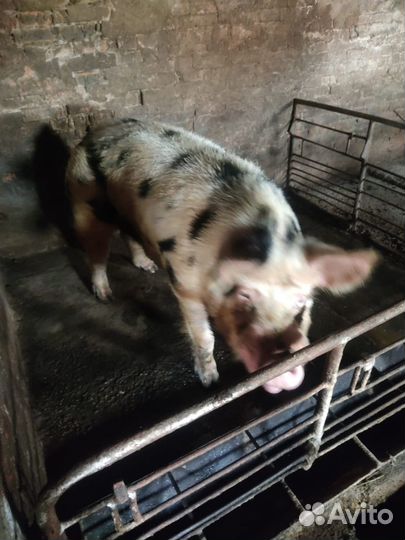 Продаётся хряк