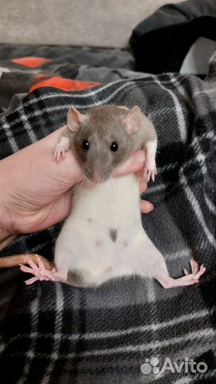 Крысы дамбо девочки