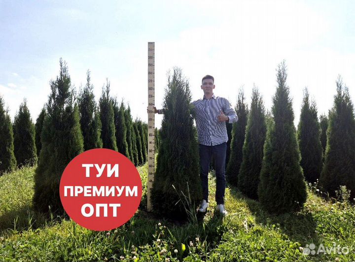 Туя смарагд рост 148,5 см /опт от 51 до 149 шт