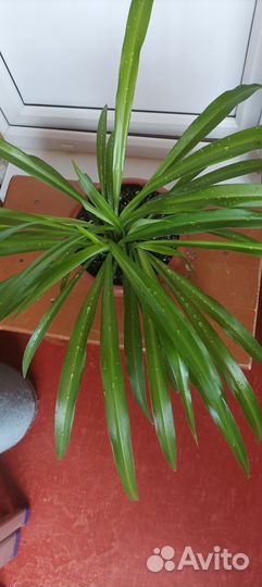 Хлорофитум