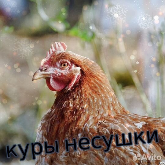 Куры фермерские