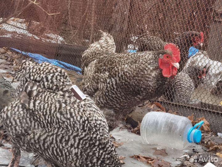 Цыплята мехеленская кукушка