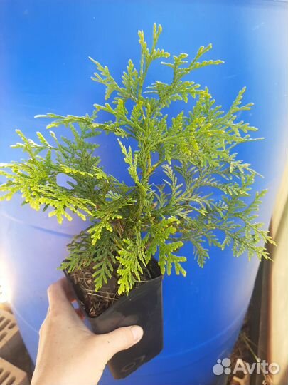 Туя брабант