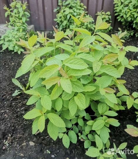 Спирея японская Спарклинг шампань