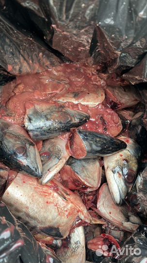 Отходы от рыбного производства