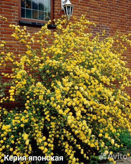 Цветущие кустарники