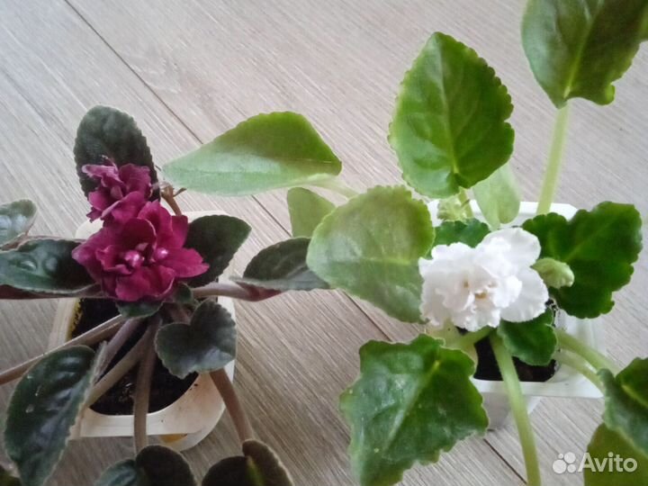 Фиалки с цветами