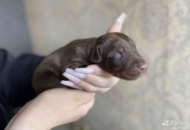 Щенки добермана