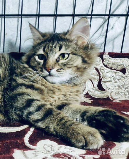 Котенок из лесополосы ищет дом