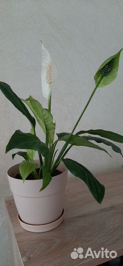 Спатифиллум