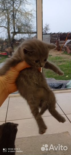 Котята от британской кошки