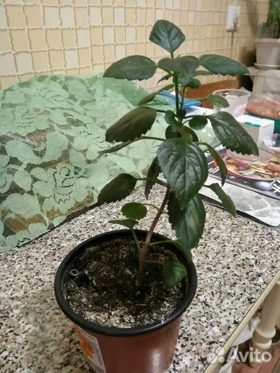 Плектрантус