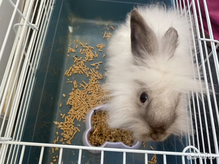 Декоративные кролик