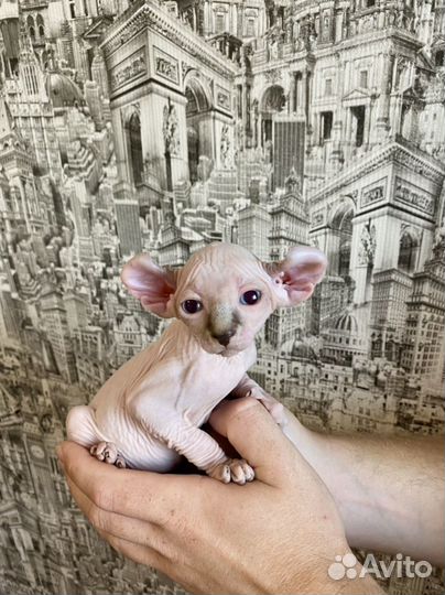 Сфинкс - Эльф