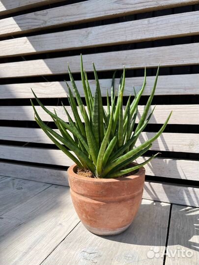 Сансевьера plen passport