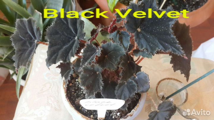 Бегонии простые