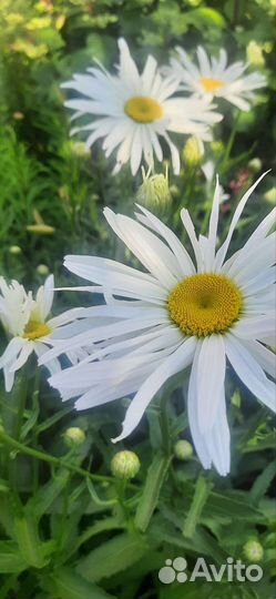 Рассада ромашки садовой крупной