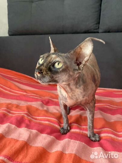 Кошечка в заботливые ручки