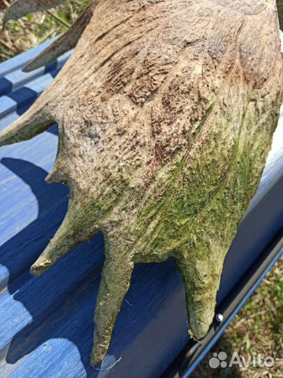 Продам рога лося