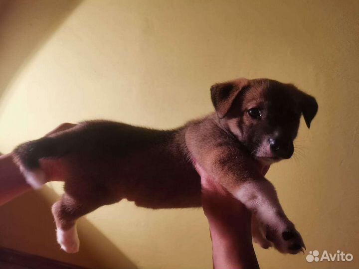 Собака в добрые руки,щеноки мальчик