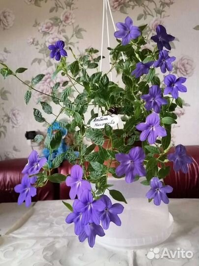 Экзотика. Текома Гарроча, Русселия, Бравалия