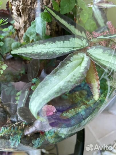 Флорариум, экосистема