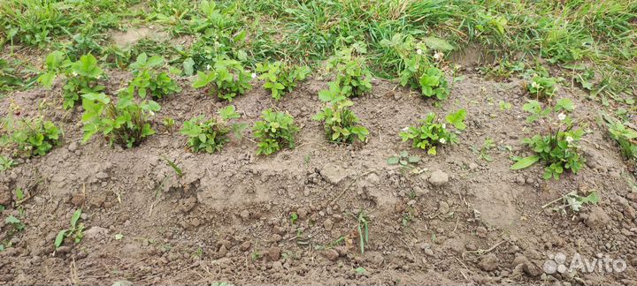 Земляника ремонтантная