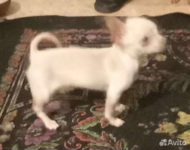 Щенки чихуахуа