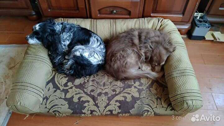 Передержка для собак