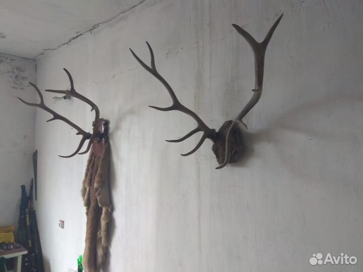 Рога оленя 2шт