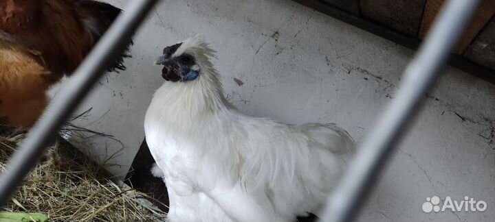 Петушки китайской шелковой