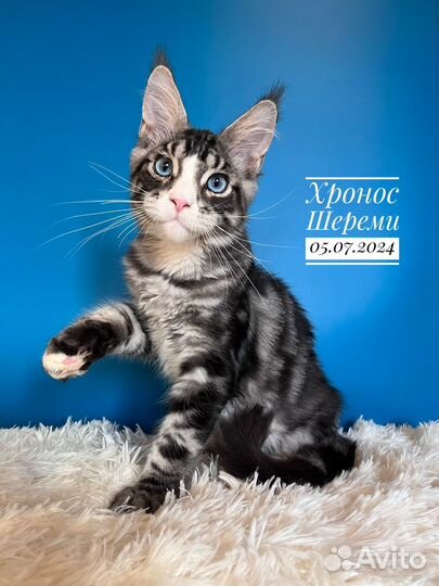 Котята мейн кун