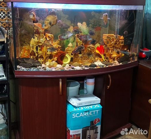 Аквариум панорамный с тумбой 350л под ключ