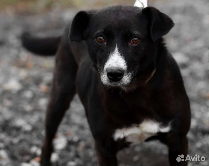 Собака Багира ищет дом