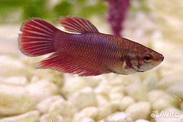 Рыбка петушок