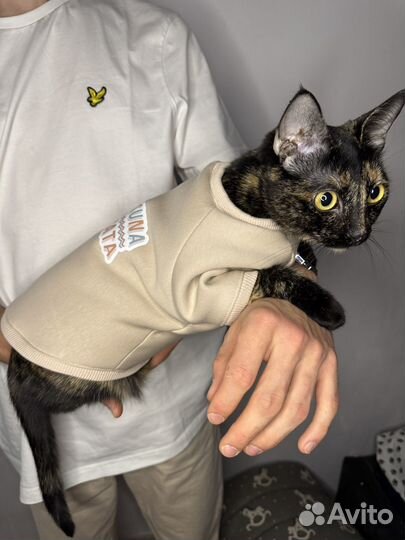 Одежда для животных