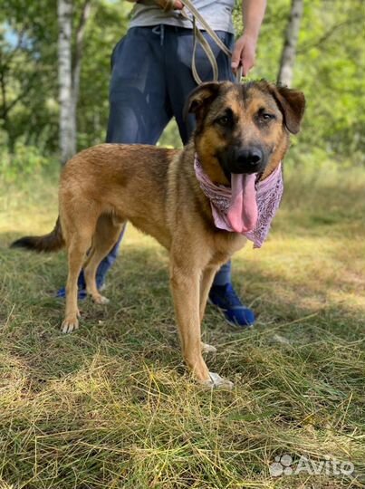 Собака из приюта нуждается в семье