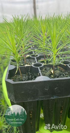 Зкс и окс Сосна Ель Лиственница сеянцы Голуб горн
