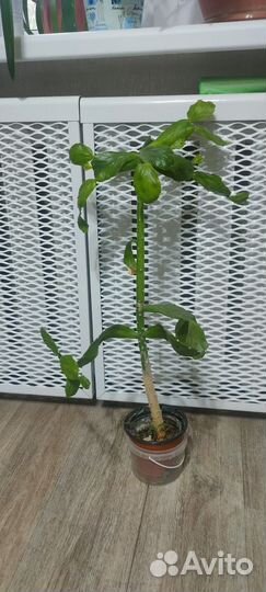 Комнатные растения цветы бесплатно