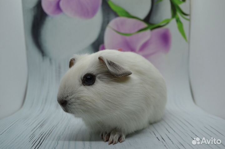 Морская свинка